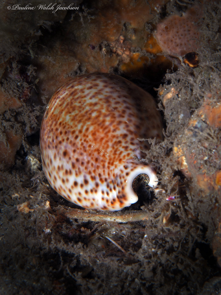 bhb 25 P7164800a sm Thrush Cowrie, Naria turdus