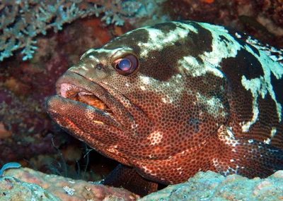 Vanuatu scuba diving