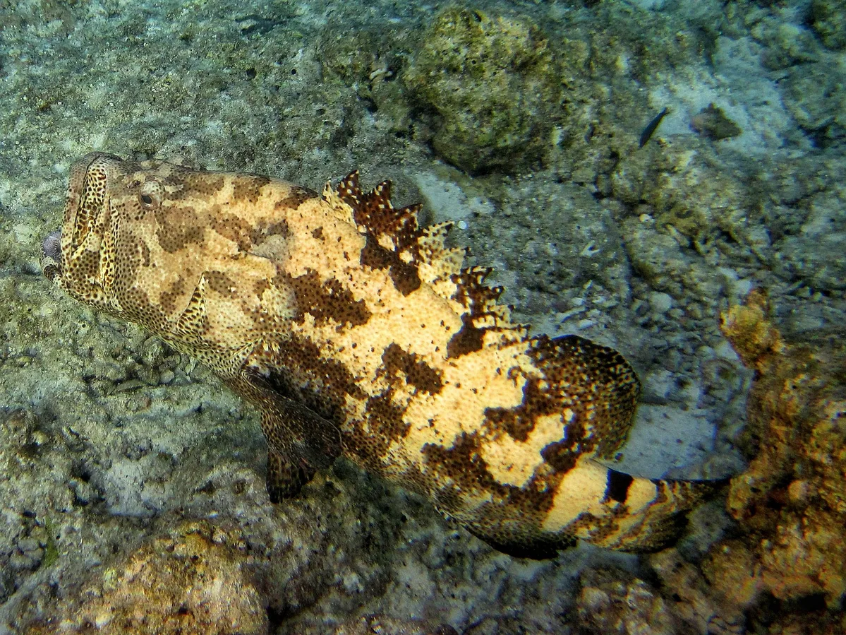 Epinephelus fuscoguttatus. Brown-marbled grouper.
