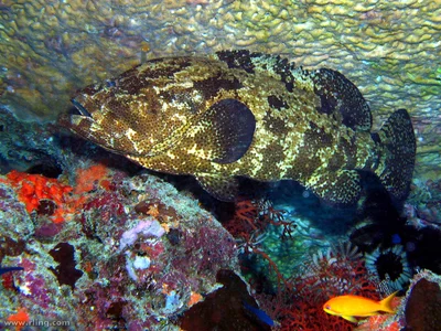 Flowery Cod