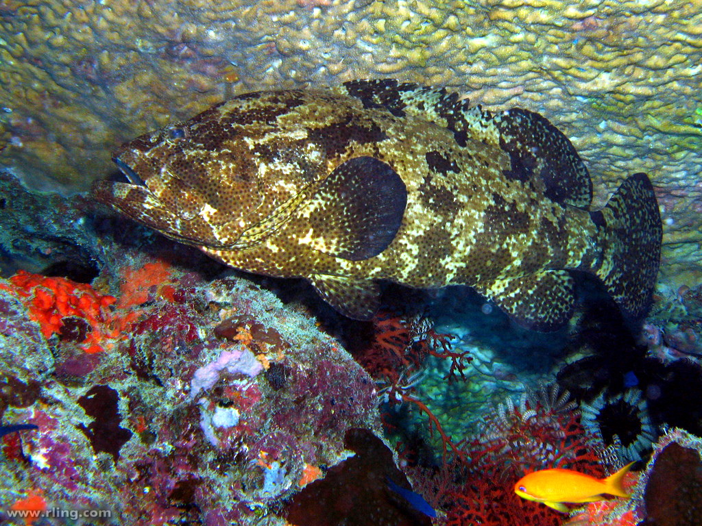 Flowery Cod