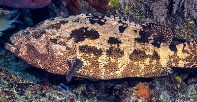 Brown-marbled grouper - Epinephelus fuscoguttatus