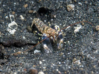 Tiger Pistol Shrimp