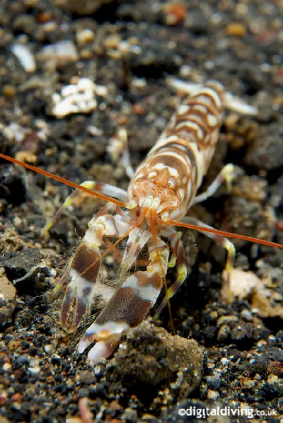 Tiger Pistol Shrimp