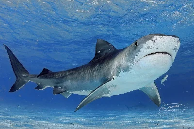 Tiger Shark