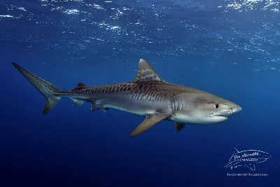 Tiger Shark