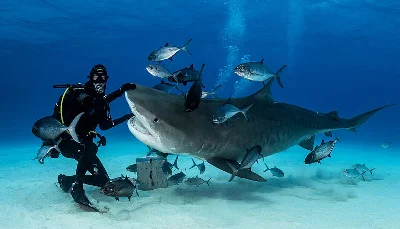 Tiger Shark