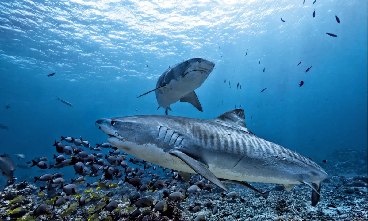 Tiger Shark