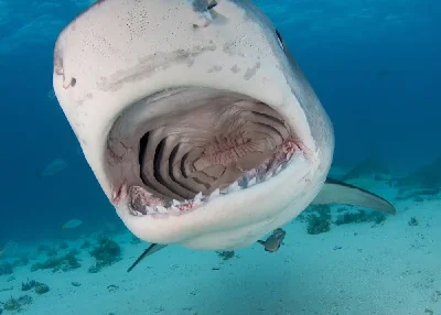Tiger Shark