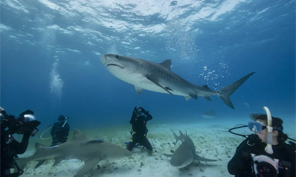 Tiger Shark