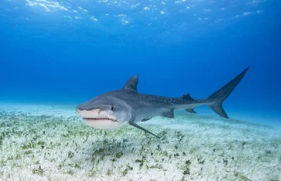 Tiger Shark