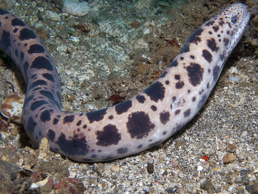Scuticaria tigrina