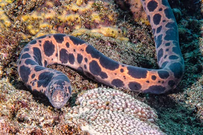 Tiger Snake Moray - Scuticaria tigrina