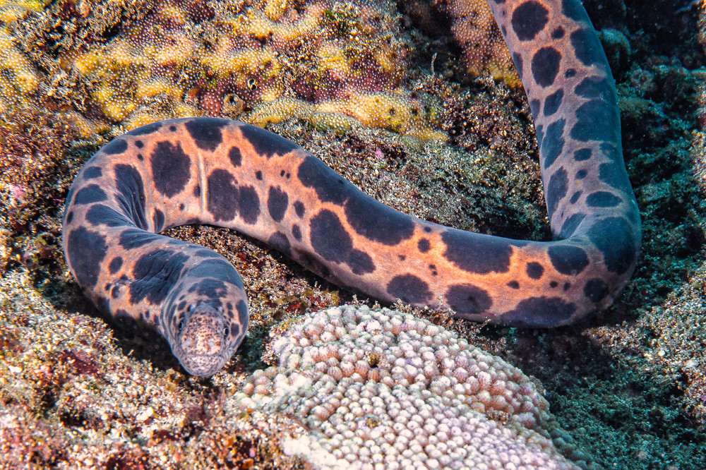 Tiger Snake Moray - Scuticaria tigrina
