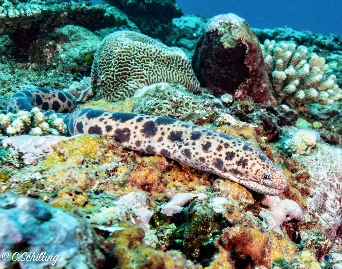 Murène tigre Scuticaria tigrina