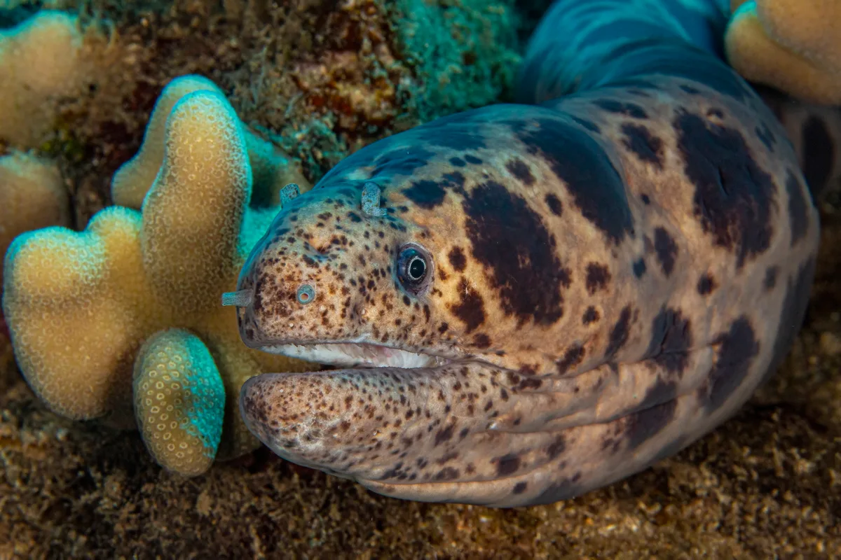 eel3Jul31-21