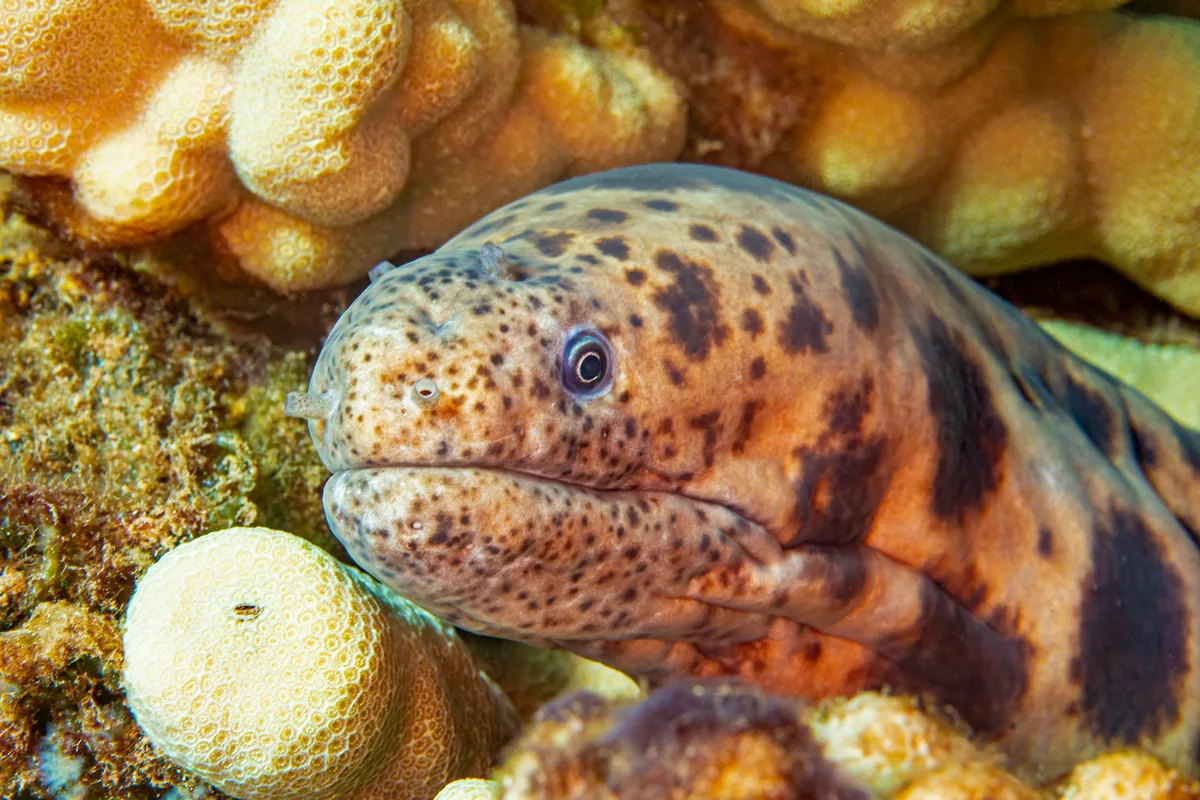 eel3Jul27-21