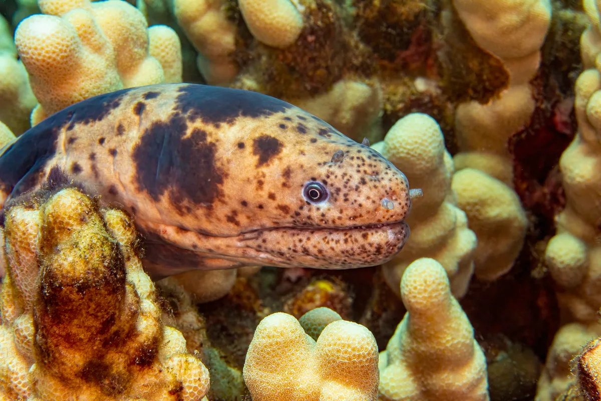 eel5Jul27-21