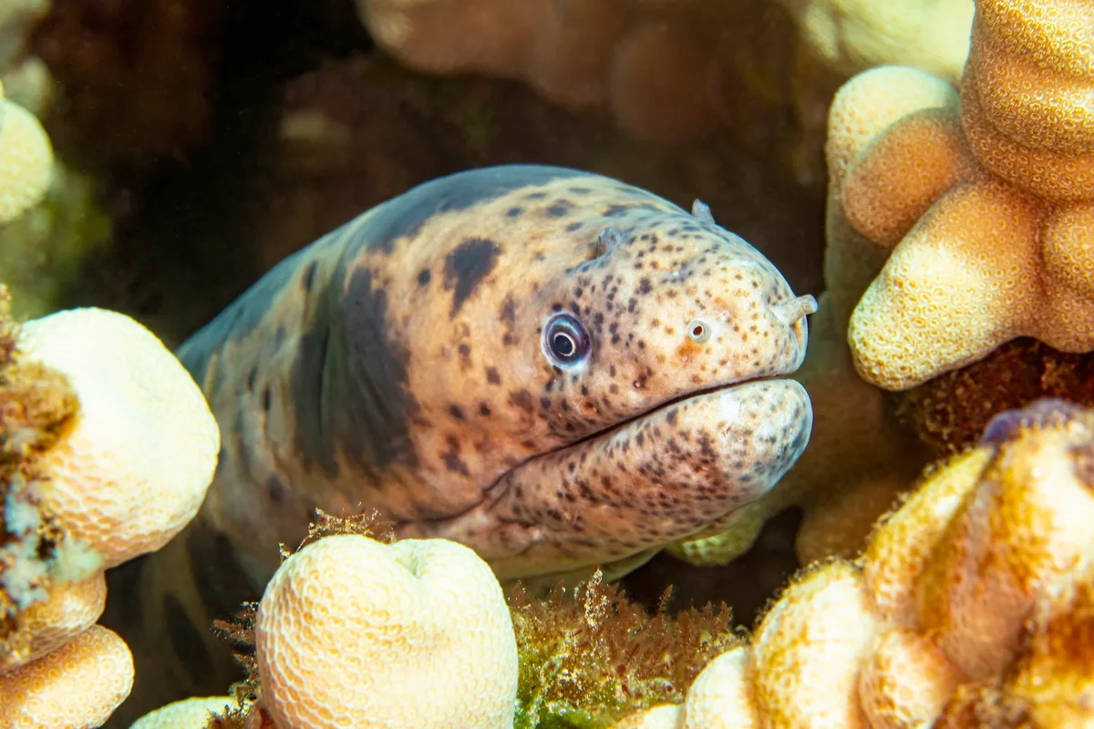eel4Jul27-21