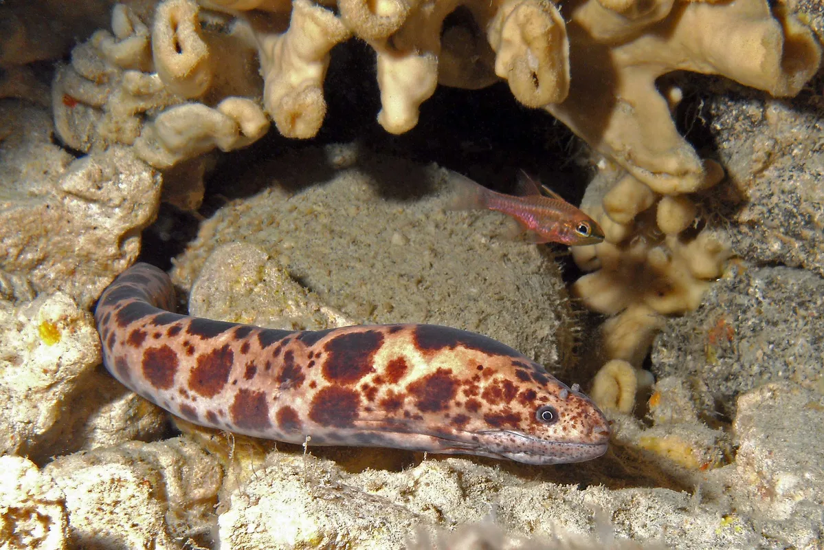 cave dwellers