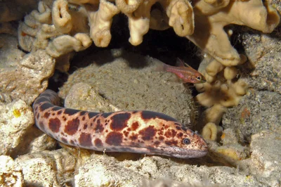cave dwellers