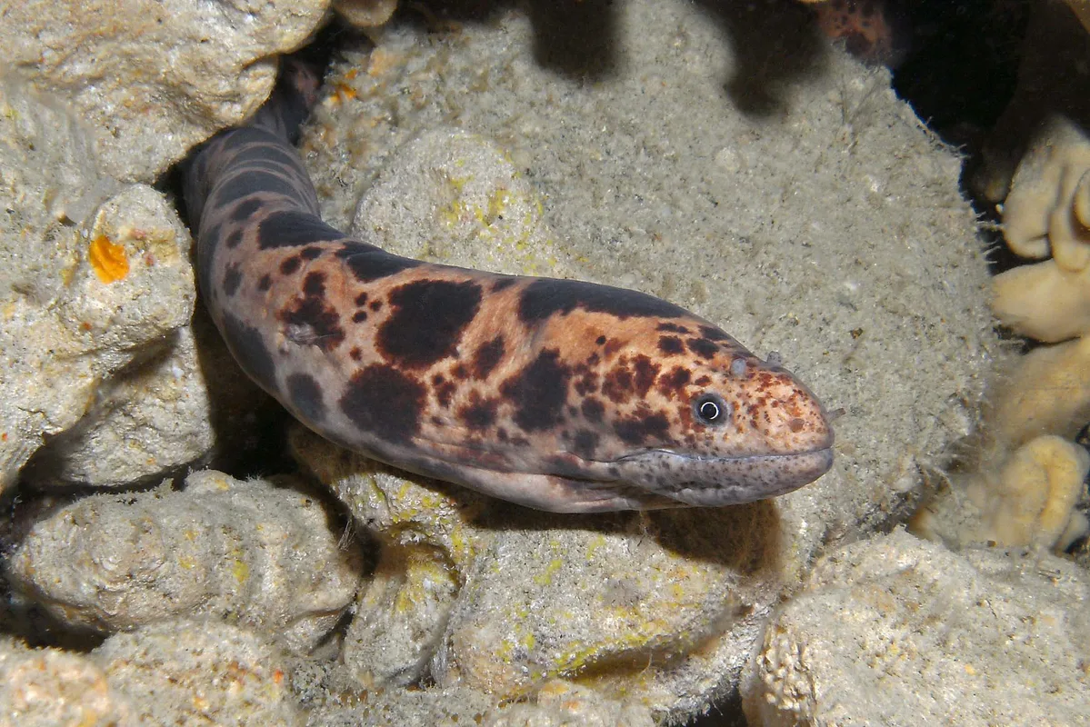 Tiger Snake Moray