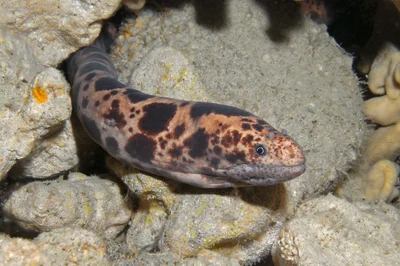 Tiger Snake Moray