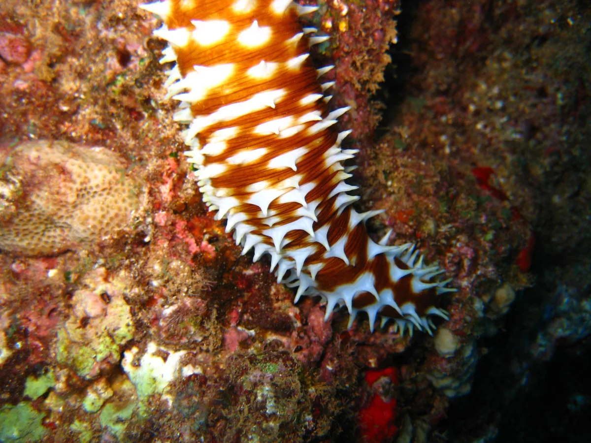 Light-spotted Sea cucumber
