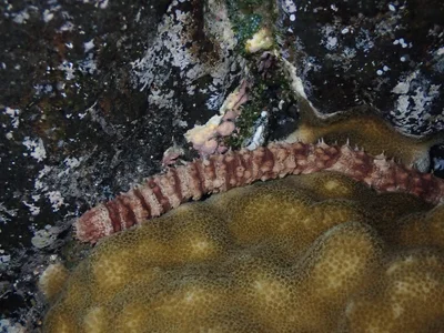 Holothuria hilla