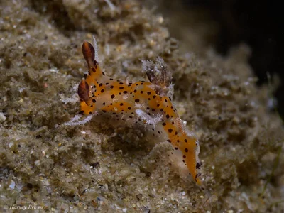Plocamopherus tilesii - Caloundra - Kawana, Queensland, Australia