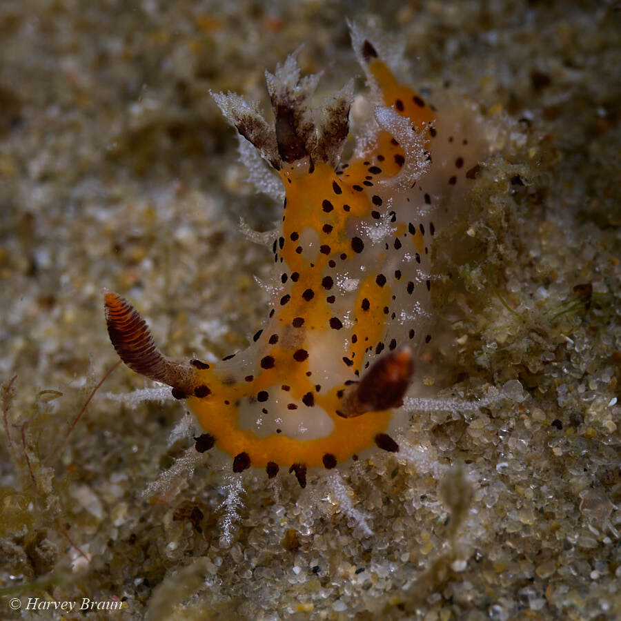 Plocamopherus tilesii - Caloundra - Kawana, Queensland, Australia