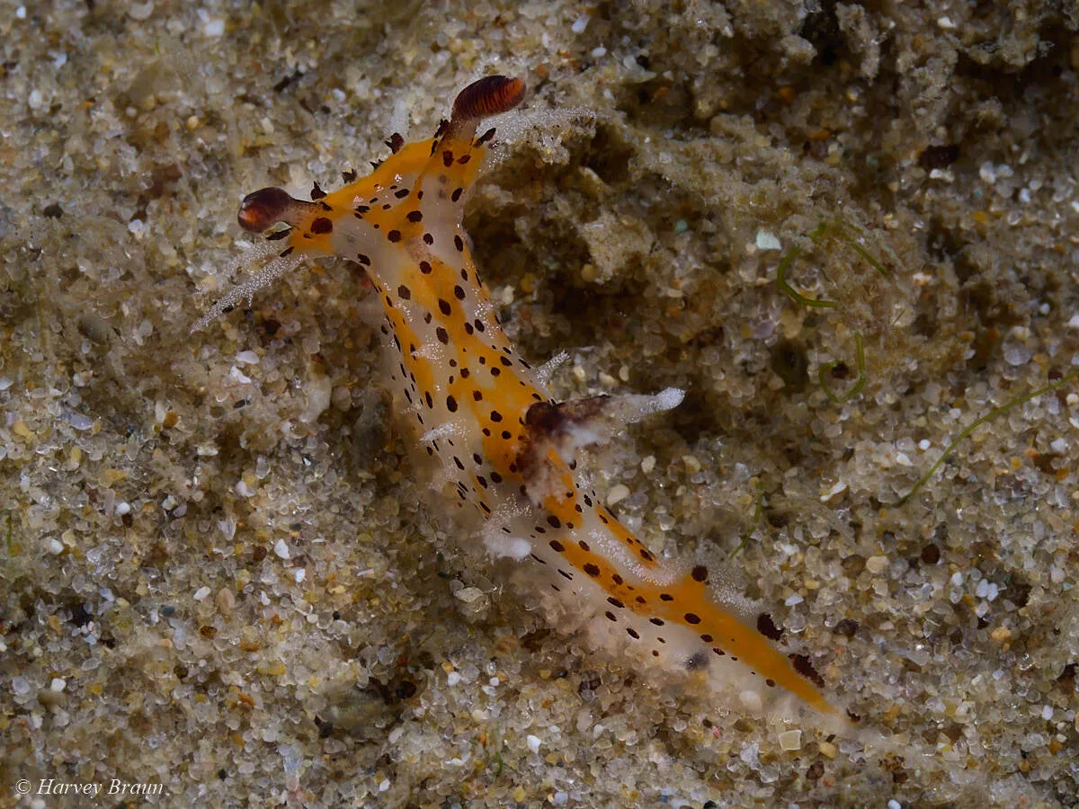 Plocamopherus tilesii - Caloundra - Kawana, Queensland, Australia