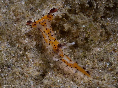 Plocamopherus tilesii - Caloundra - Kawana, Queensland, Australia