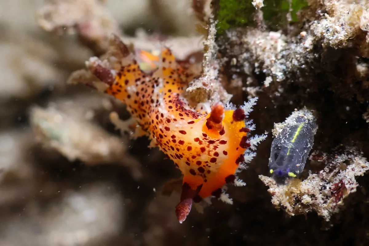 Plocamopherus tilesii - Nelson Bay - Corlette NSW, Australia