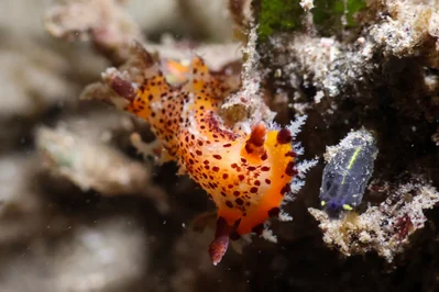 Plocamopherus tilesii - Nelson Bay - Corlette NSW, Australia