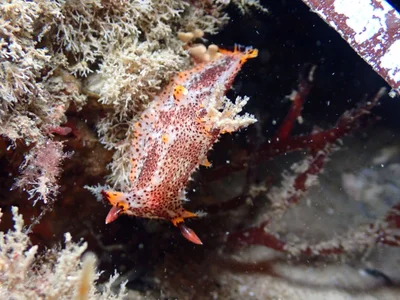Plocamopherus tilesii - Pipeline