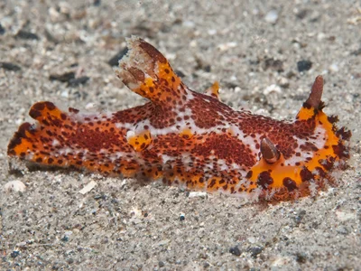 Plocamopherus tilesii - Pipeline, Port Stephens NSW 2319, Australia