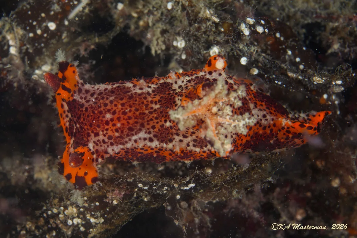 Plocamopherus tilesii - Port Stephens, NSW, Australia