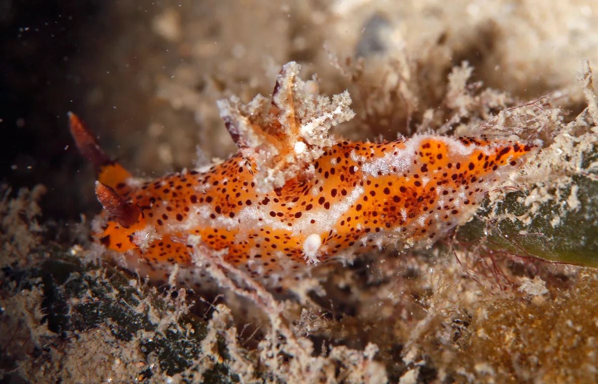 Plocamopherus tilesii - Port Stephens, NSW, Australia