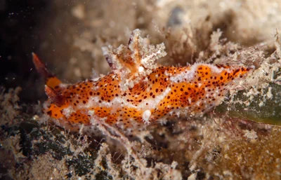 Plocamopherus tilesii - Port Stephens, NSW, Australia