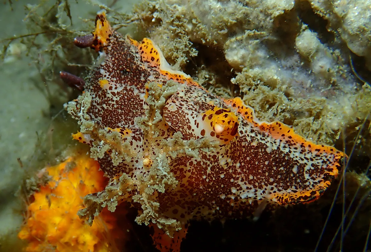 Plocamopherus tilesii - Port Stephens, NSW, Australia