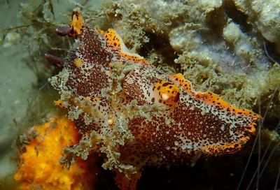 Plocamopherus tilesii - Port Stephens, NSW, Australia