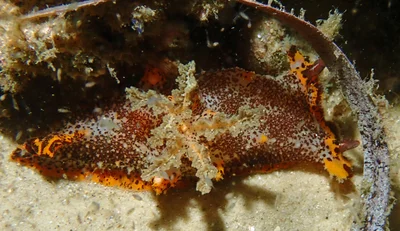 Plocamopherus tilesii - Port Stephens, NSW, Australia