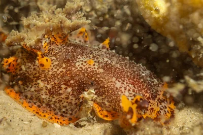 Plocamopherus tilesii - Nelson Bay - Corlette NSW, Australia