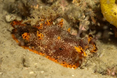 Plocamopherus tilesii - Nelson Bay - Corlette NSW, Australia