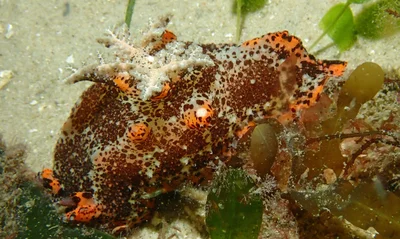 Plocamopherus tilesii - Nelson Bay - Corlette NSW, Australia