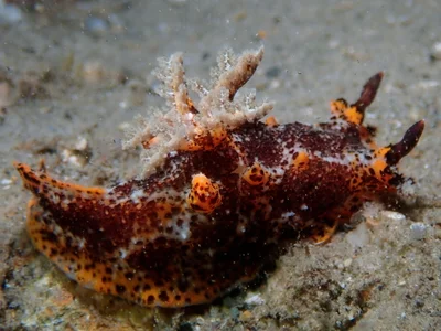 Plocamopherus tilesii - Tallebudgera Creek, Gold Coast QLD, Australia