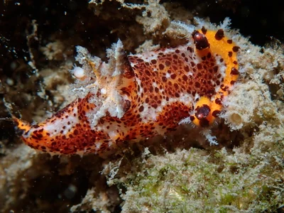 Plocamopherus tilesii - Tallebudgera Creek, Gold Coast QLD, Australia