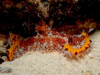 Plocamopherus tilesii - Tallebudgera Creek, Gold Coast QLD, Australia
