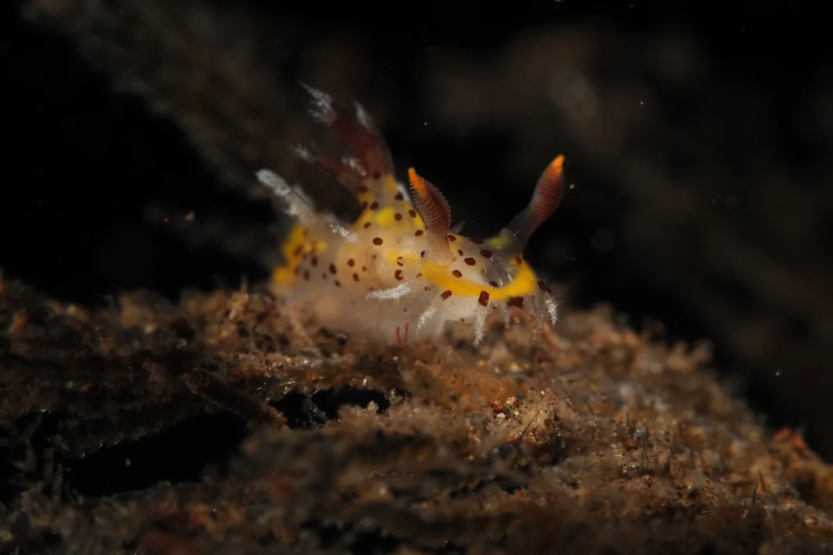 Plocamopherus tilesii - Tulamben, Kubu, Karangasem, Bali, Indonesien